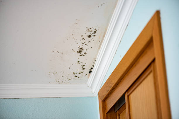 Mold Removal Process in Lake Mary, FL