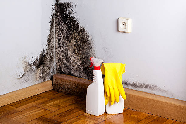 Best Commercial Mold Removal  in Lake Mary, FL