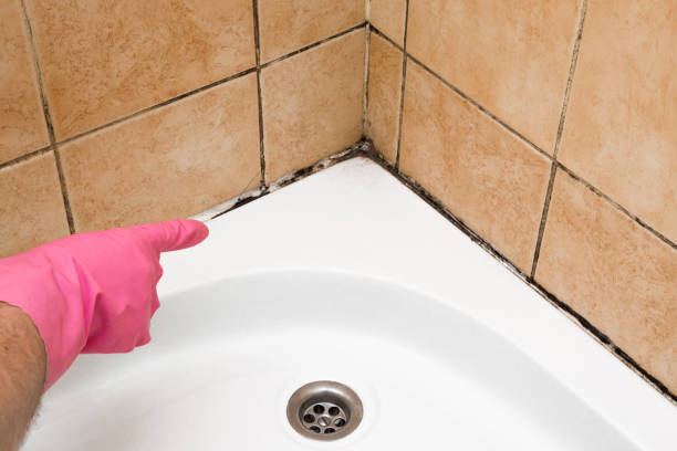 Best Attic Mold Removal  in Lake Mary, FL